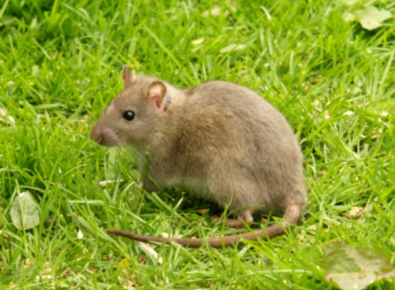 rat Home Remedies to Get Rid of Mice