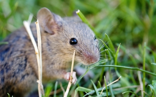 mouse in grass, Home Remedies to Get Rid of Mice